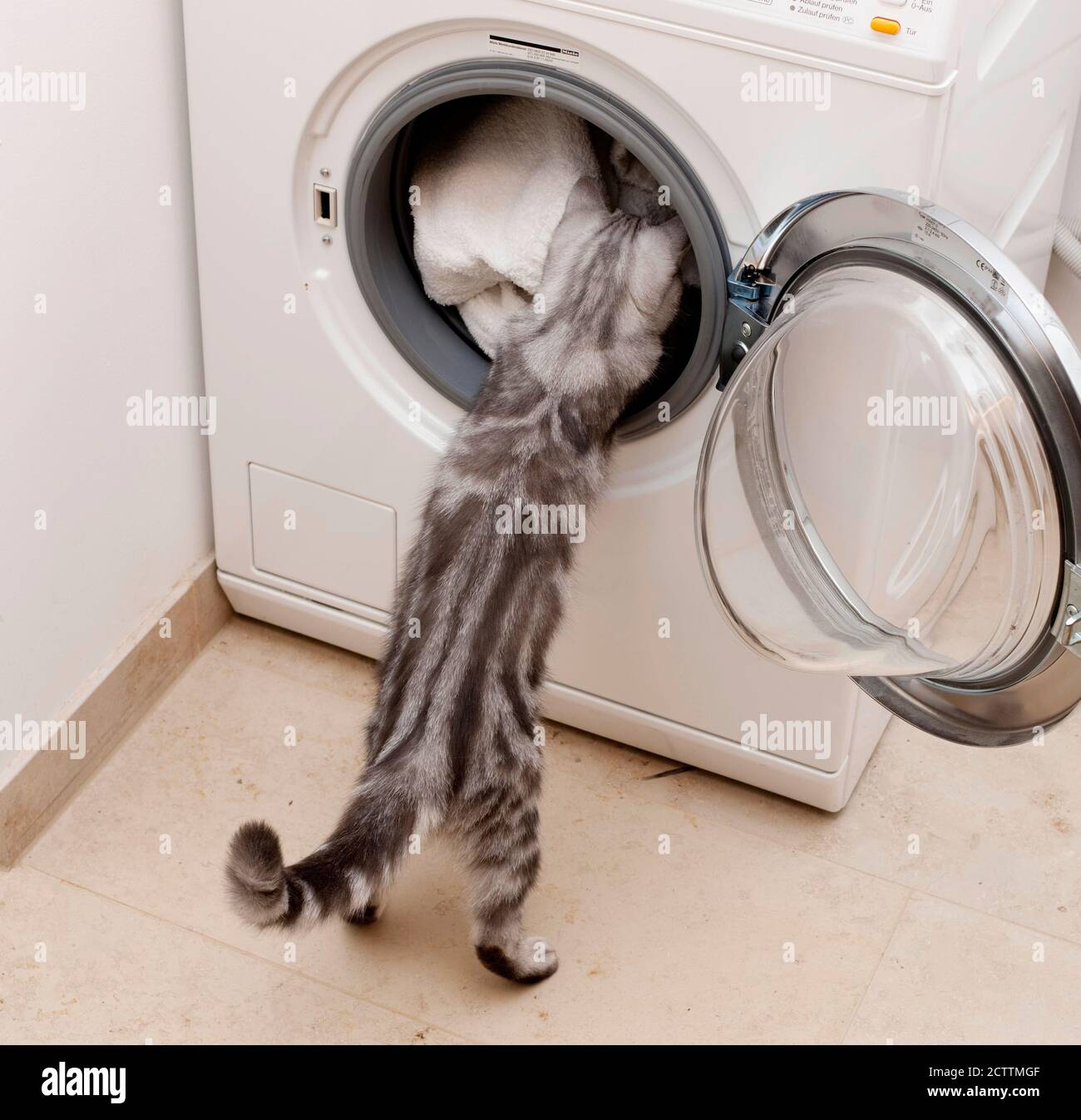Chat domestique, British Shorthair. Un chaton étudie la machine à laver. Banque D'Images