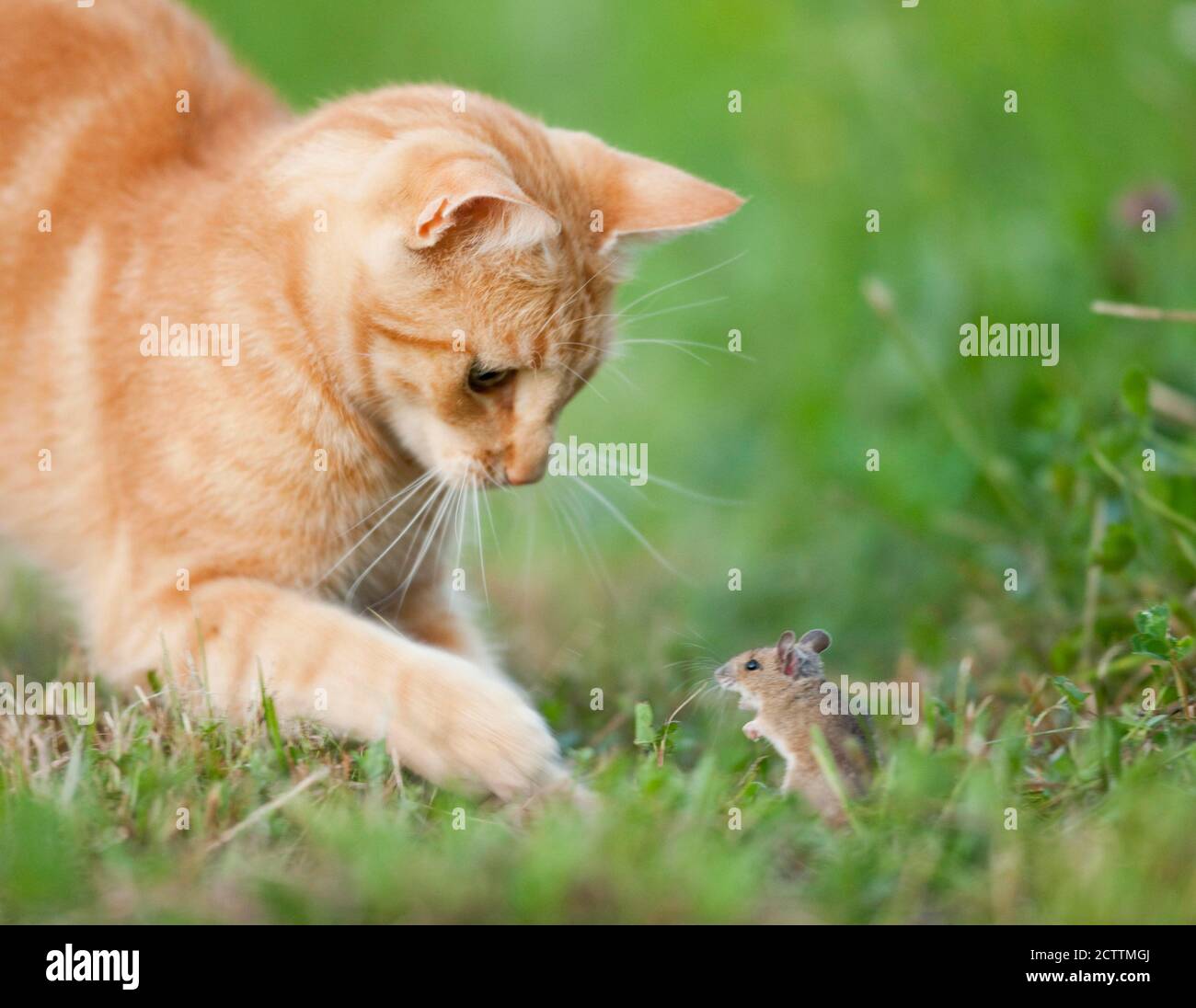Code art. Tabby rouge adulte avec souris dans un jardin. Banque D'Images