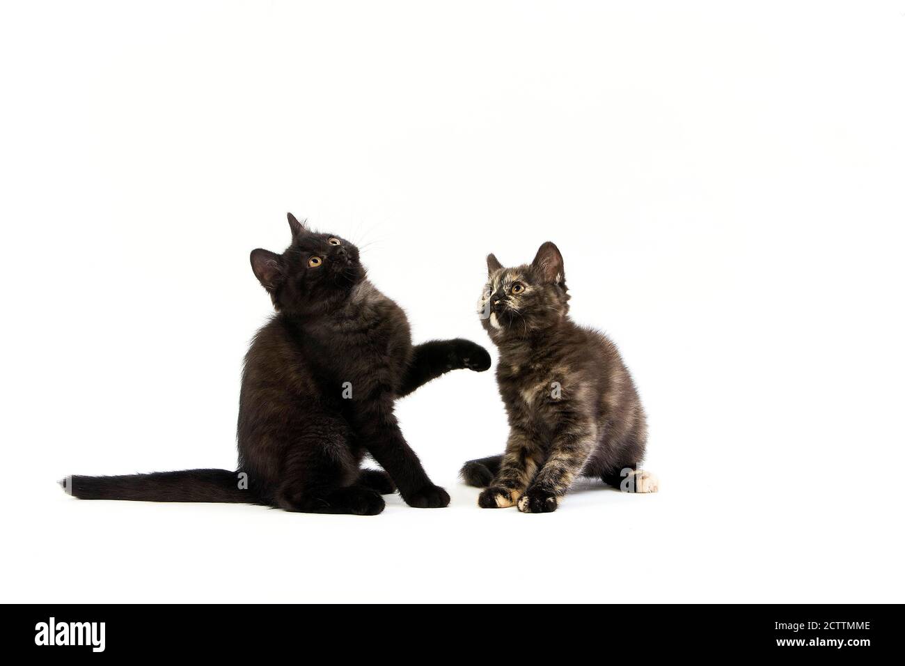 British Shorthair noir et noir écaille de British Shorthair chatons chat domestique, contre fond blanc Banque D'Images