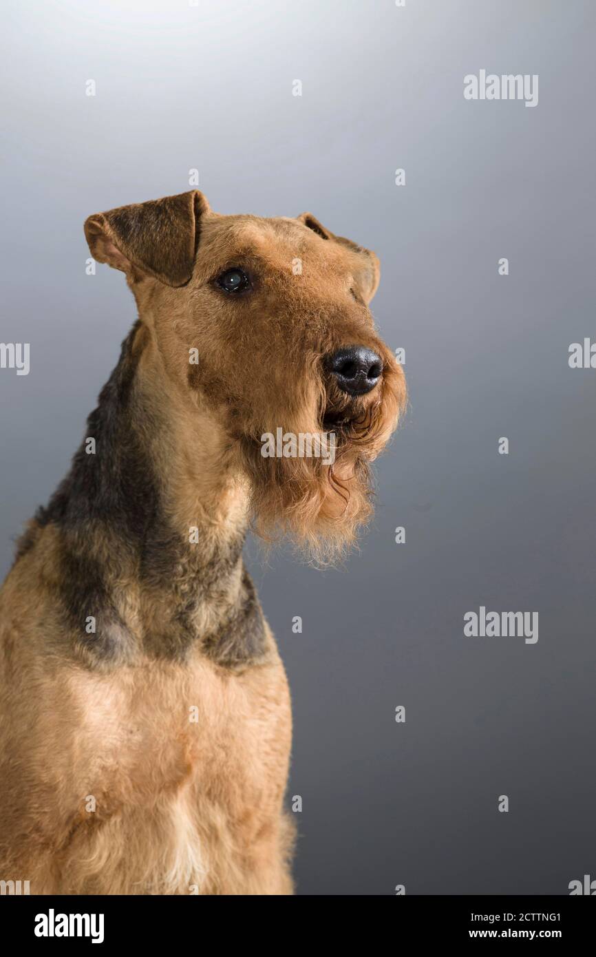 Airedale Terrier Portrait du chien adulte. Image de studio sur fond gris. e. Banque D'Images