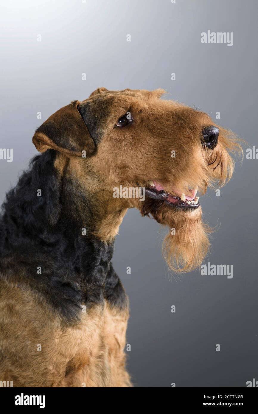 Airedale Terrier Portrait du chien adulte. Image de studio sur fond gris. e. Banque D'Images