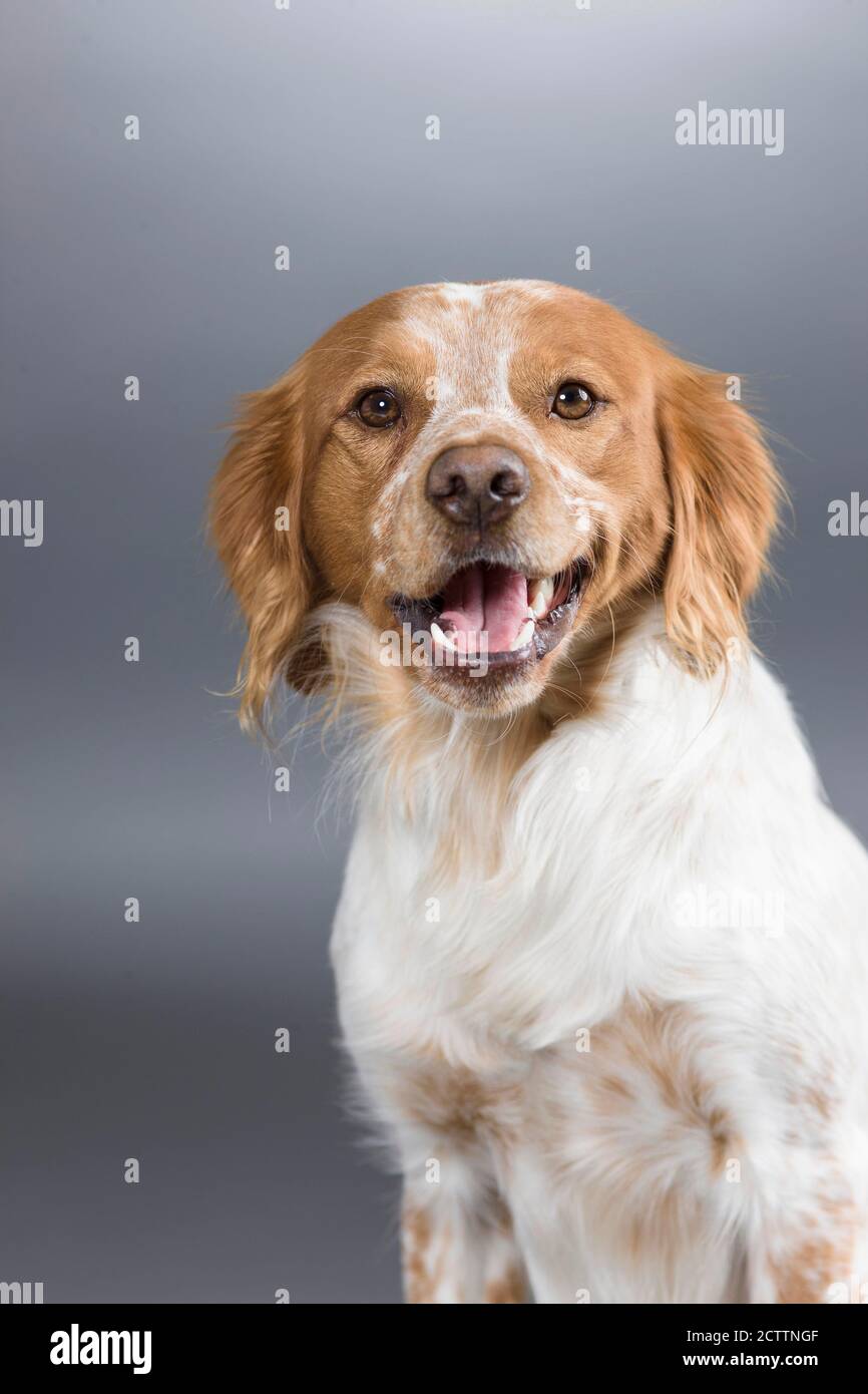 Bretagne. Portrait du chien adulte. Image de studio sur fond gris. e. Banque D'Images