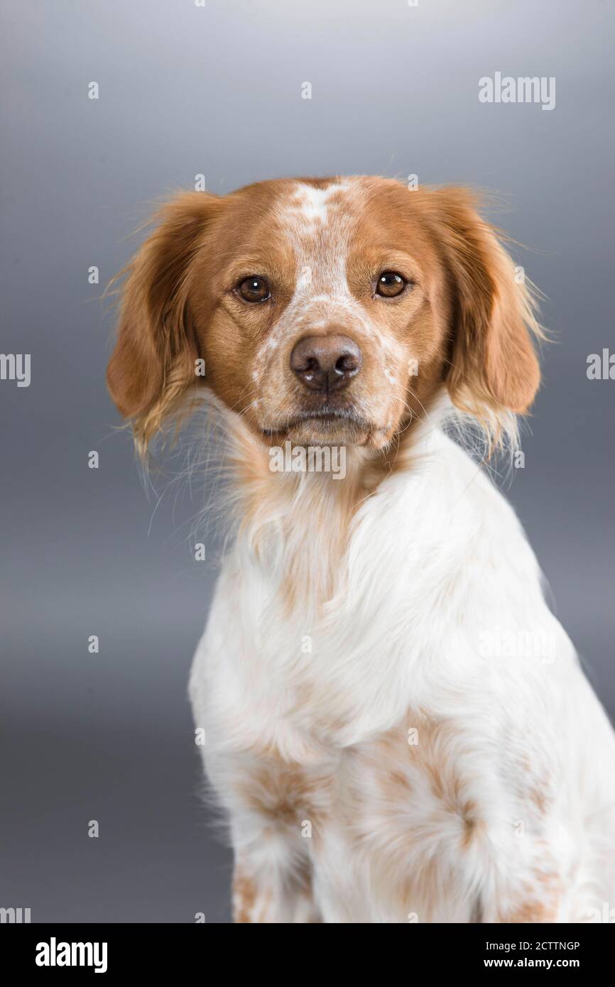 Bretagne. Portrait du chien adulte. Image de studio sur fond gris. e. Banque D'Images