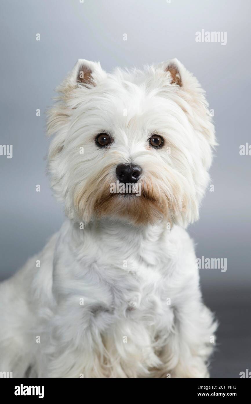 West Highland White Terrier. Portrait du chien adulte. Image de studio sur fond gris. e. Banque D'Images