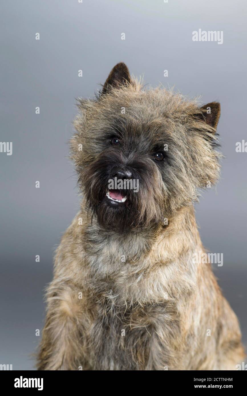 Cairn Terrier. Portrait du chien adulte. Image de studio sur fond gris. e. Banque D'Images