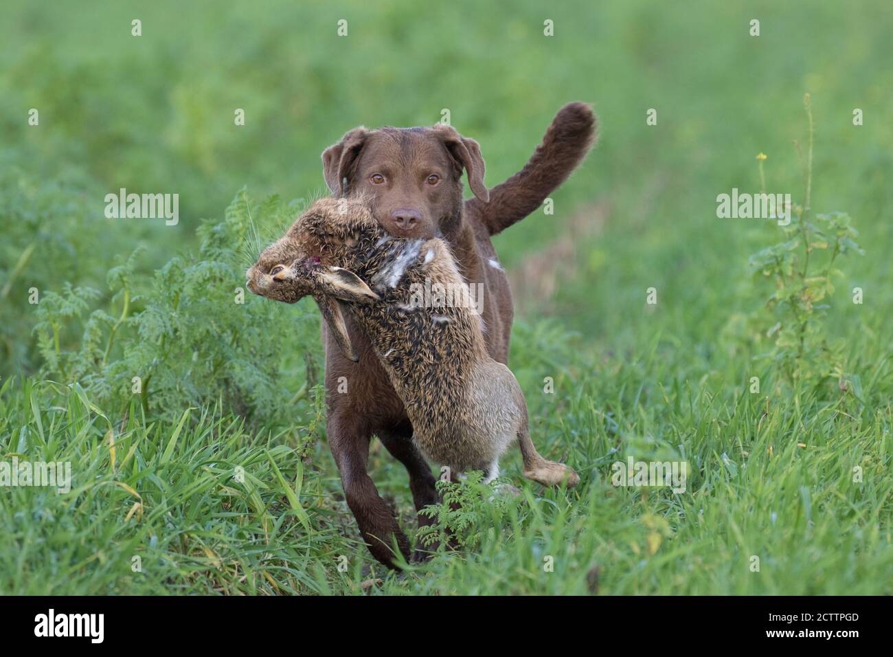 Chesapeake Bay Retriever récupérer un lièvre européen mort pendant une chasse. Banque D'Images