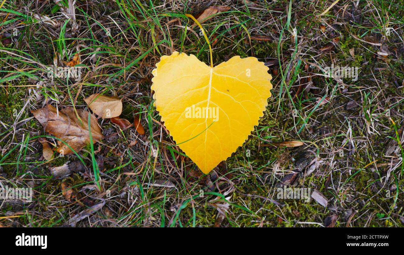 Feuille jaune sur la prairie Banque D'Images