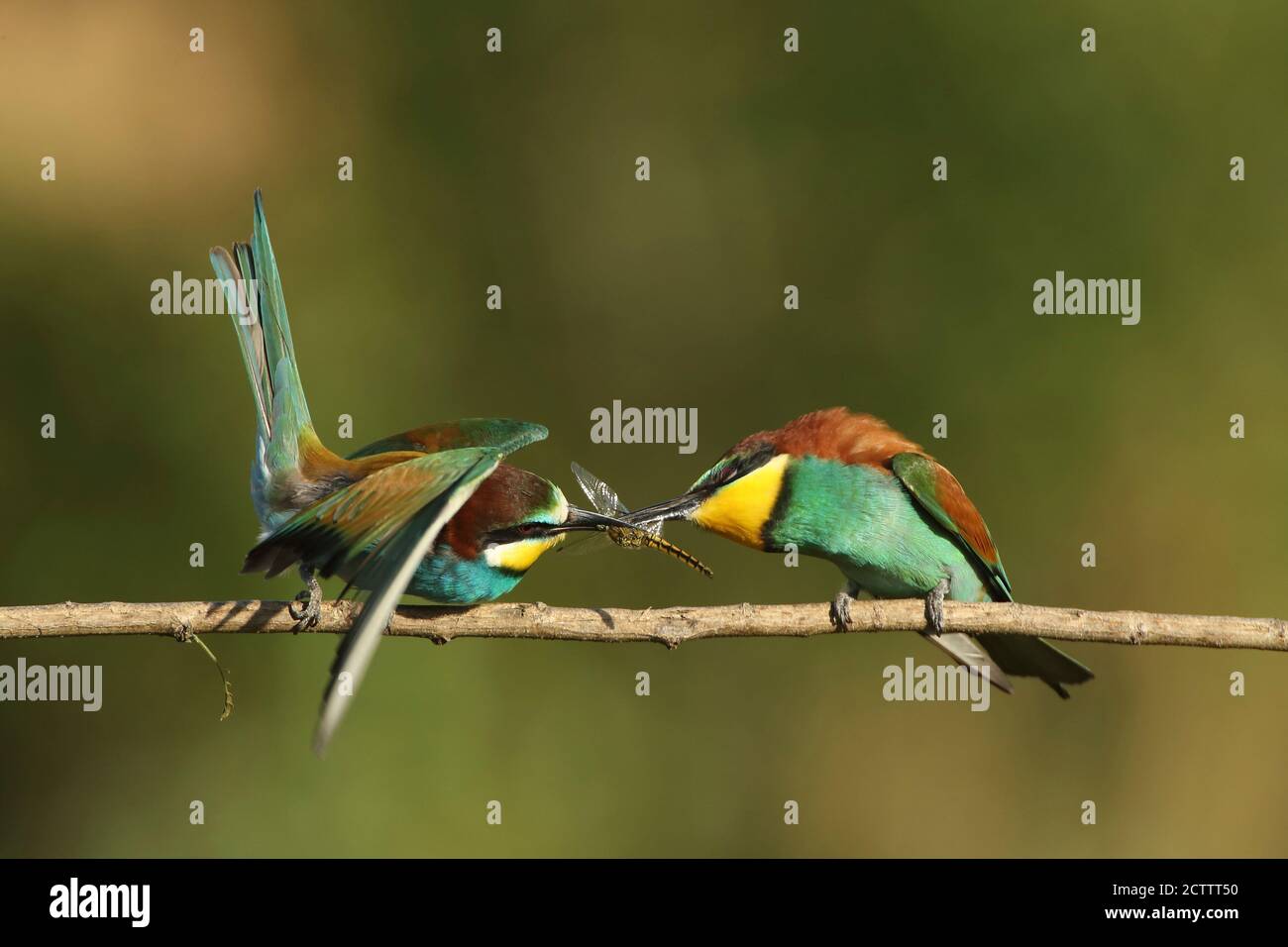 Apiculteur européen (Merops apiaster). Homme offrant à son compagnon une libellule pendant la cour. Banque D'Images