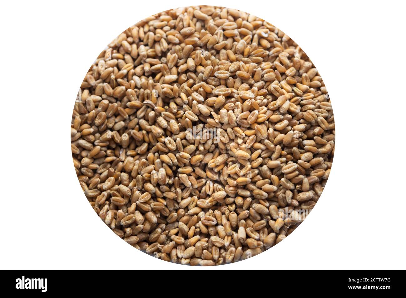 Grains de blé matures sur fond blanc isolé. Grain naturel sous forme de cercle Banque D'Images