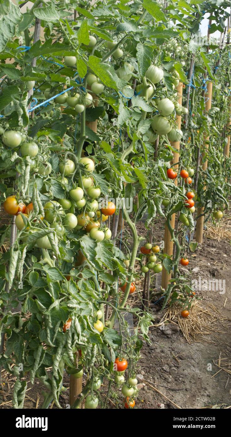 Tomates biologiques poussant dans un polytunnel. Banque D'Images