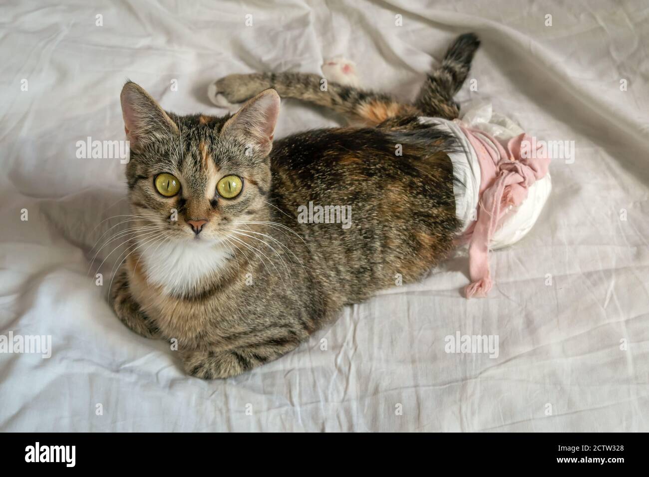 beau chat handicapé avec de grands yeux verts dans une couche jetable est  couché sur une feuille blanche sur le lit. Chat avec des pattes arrière  paralysées Photo Stock - Alamy