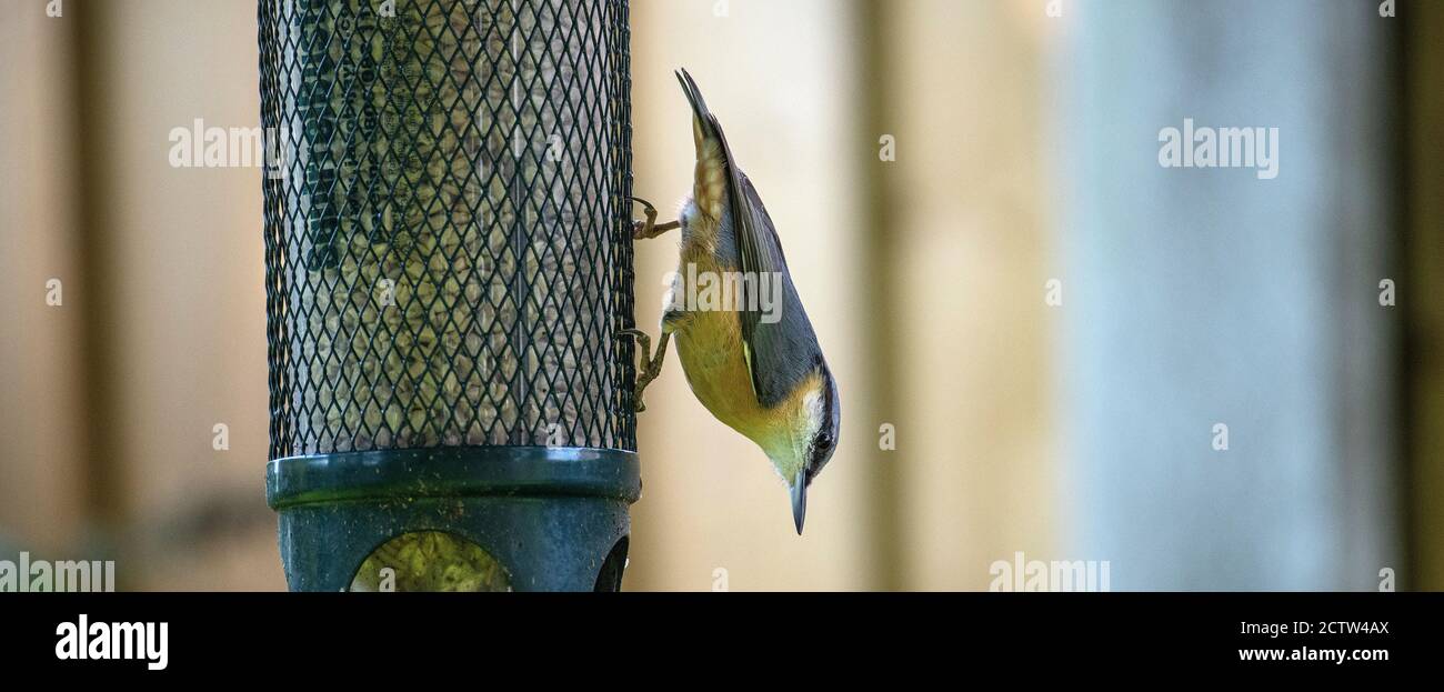 Une belle Nuthatch sur un mangeoire à oiseaux mangeant des coeurs de tournesol Dans un jardin à Alsager Cheshire Angleterre Royaume-Uni Banque D'Images