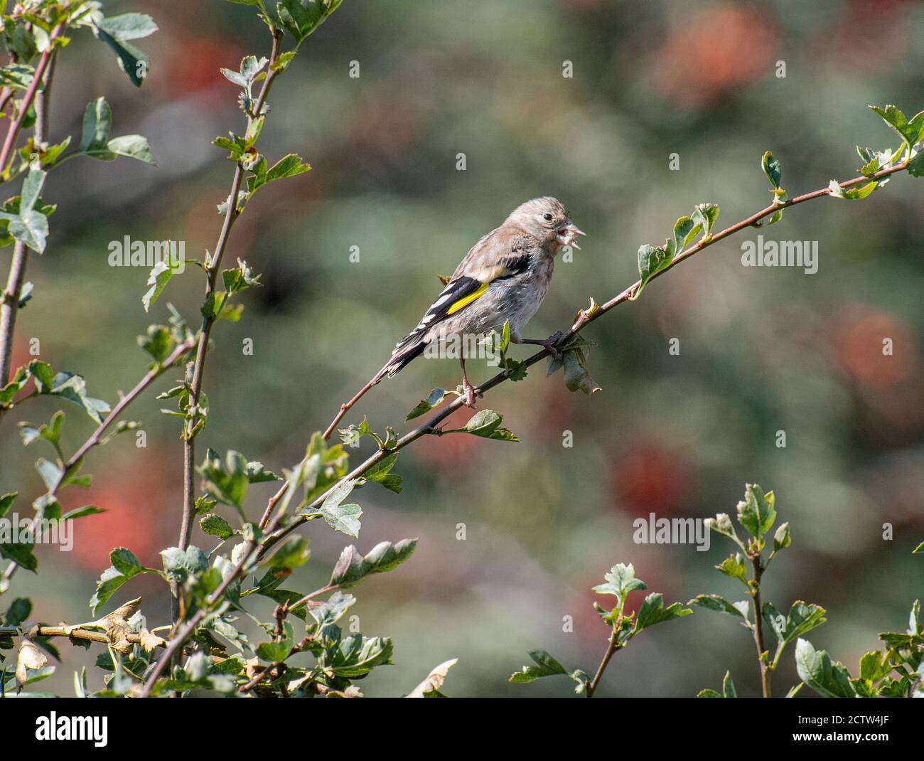 Une Juvenile Goldfinch Perching sur une branche dans un Hawthorn Haie manger un coeur de tournesol dans un jardin à Alsager Cheshire Angleterre Royaume-Uni Royaume-Uni Banque D'Images