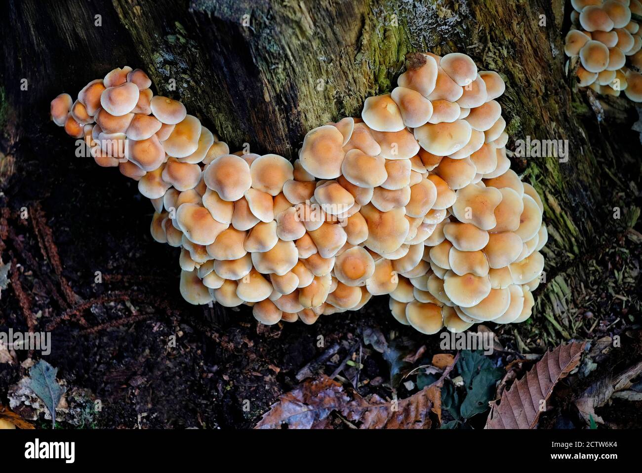 champignon du miel, armillaria mellea sur une souche d'arbre ancien, bois de blickling, norfolk, angleterre Banque D'Images