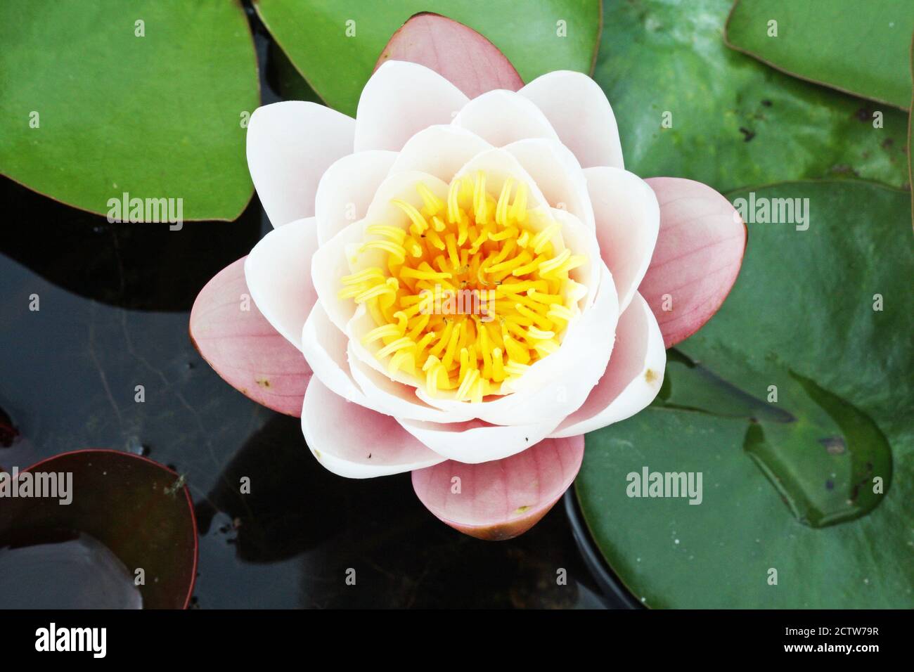 LEVER de SOLEIL à Seerose Banque D'Images