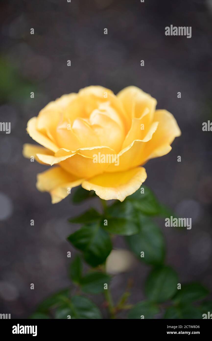 Jaune moyen ou jaune doré, ombrage abricot avec parfum miel Floribunda facile à faire rose. Banque D'Images