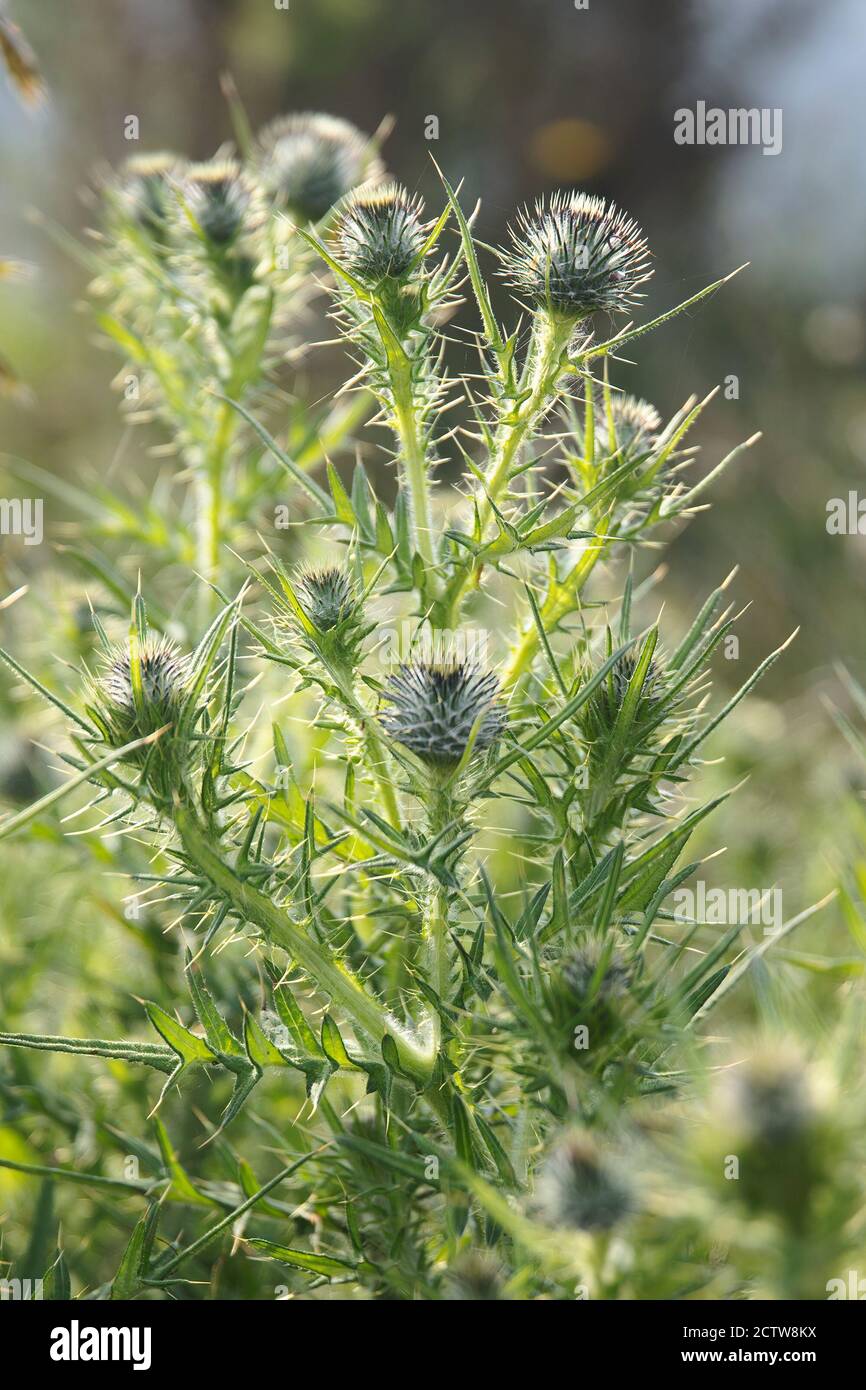 Chardon vert sauvage Banque D'Images