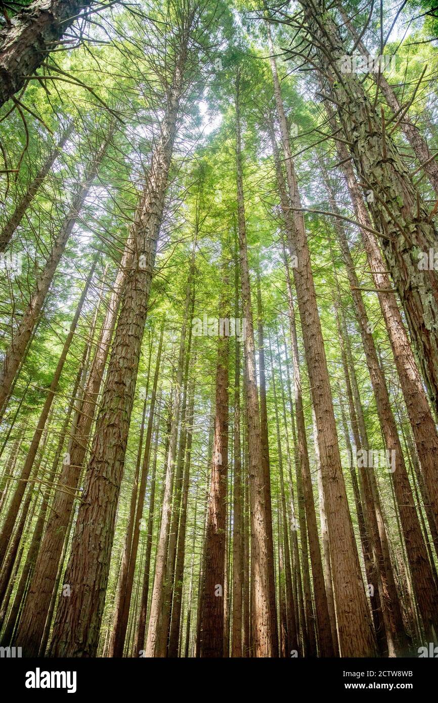 Vue sur les séquoias verts de la forêt de Redwoods Whakarewarewa, Rotorua, Nouvelle-Zélande Banque D'Images