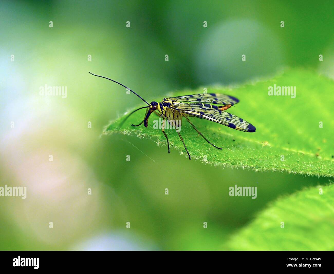 Scorpion Fly (Panorpa sp.) femelle, aboyant dans le feuillage, Kent UK, image de foyer empilée Banque D'Images
