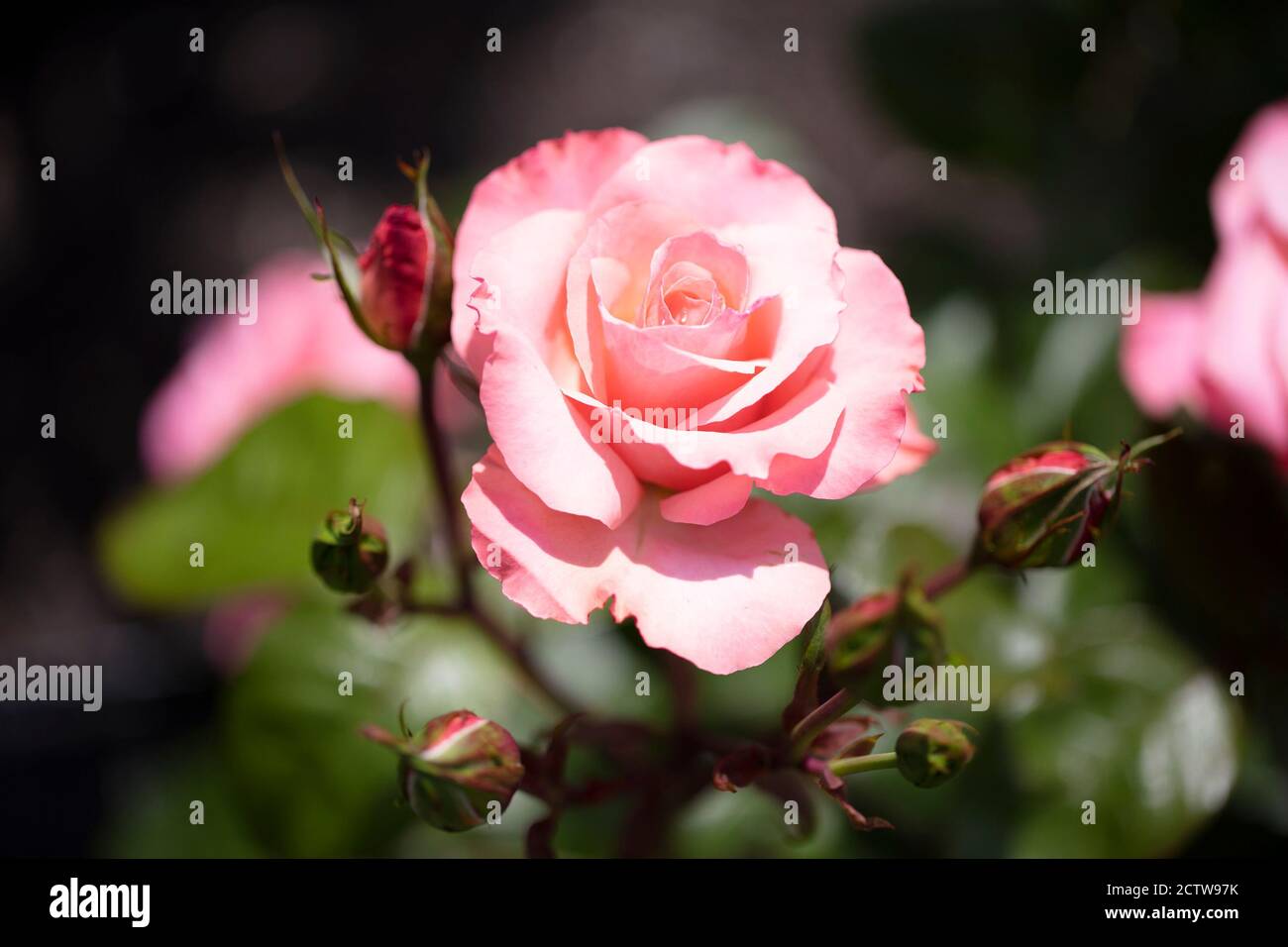 Grandes fleurs de saumon crème rose ombrage Floribunda Reflections roses avec parfum doux. Banque D'Images