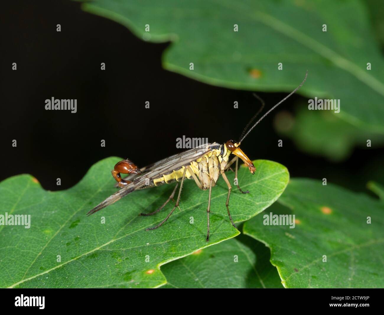 Scorpion Fly (Panorpa sp.) homme, Blean Woodlands, Kent Royaume-Uni, Banque D'Images