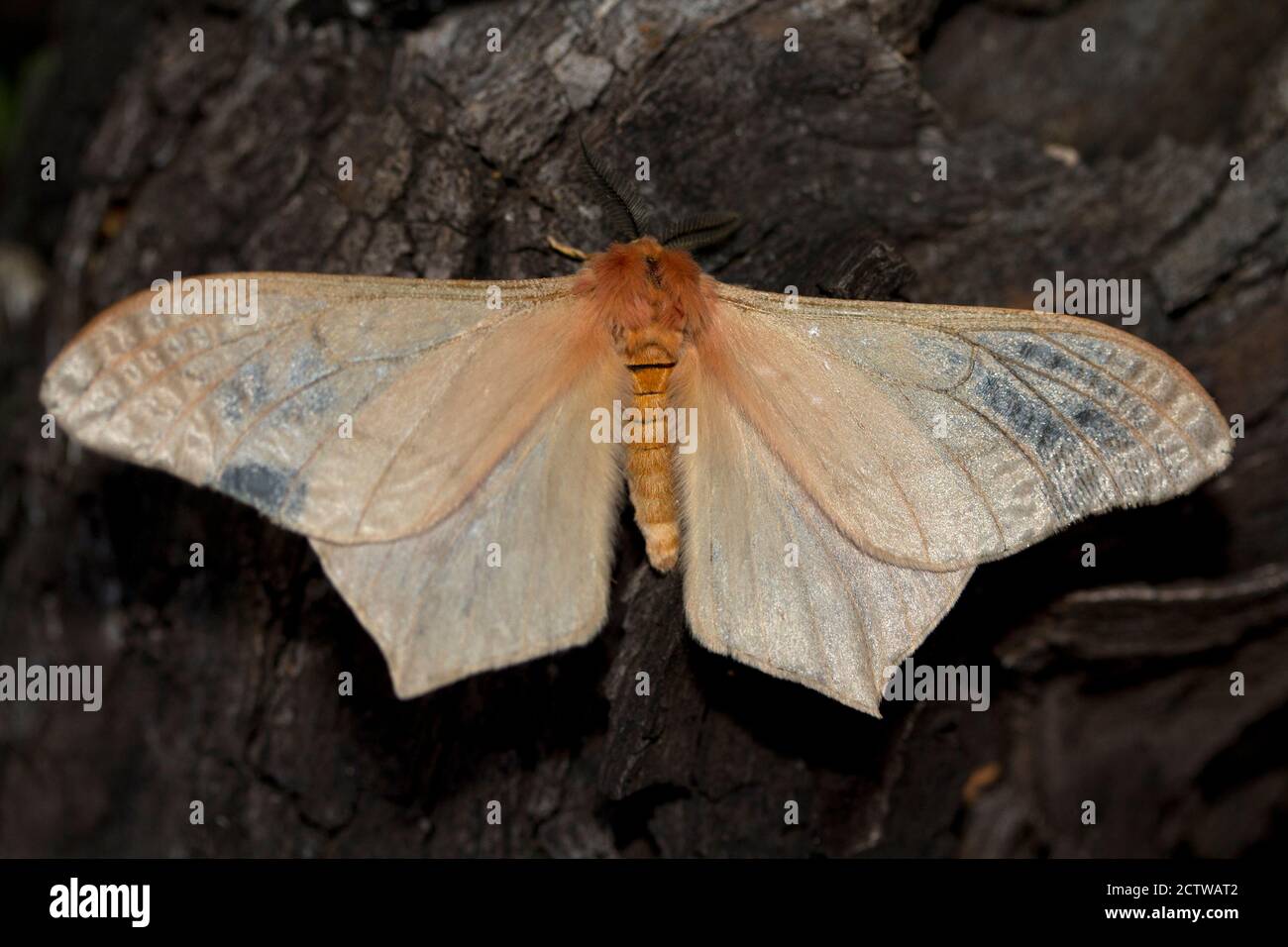 Grand papillon très répandu, l'empereur Pallid est souvent attiré par les lumières la nuit. Le mâle a des ailes postérieures à queue courte et un bras coudé Banque D'Images