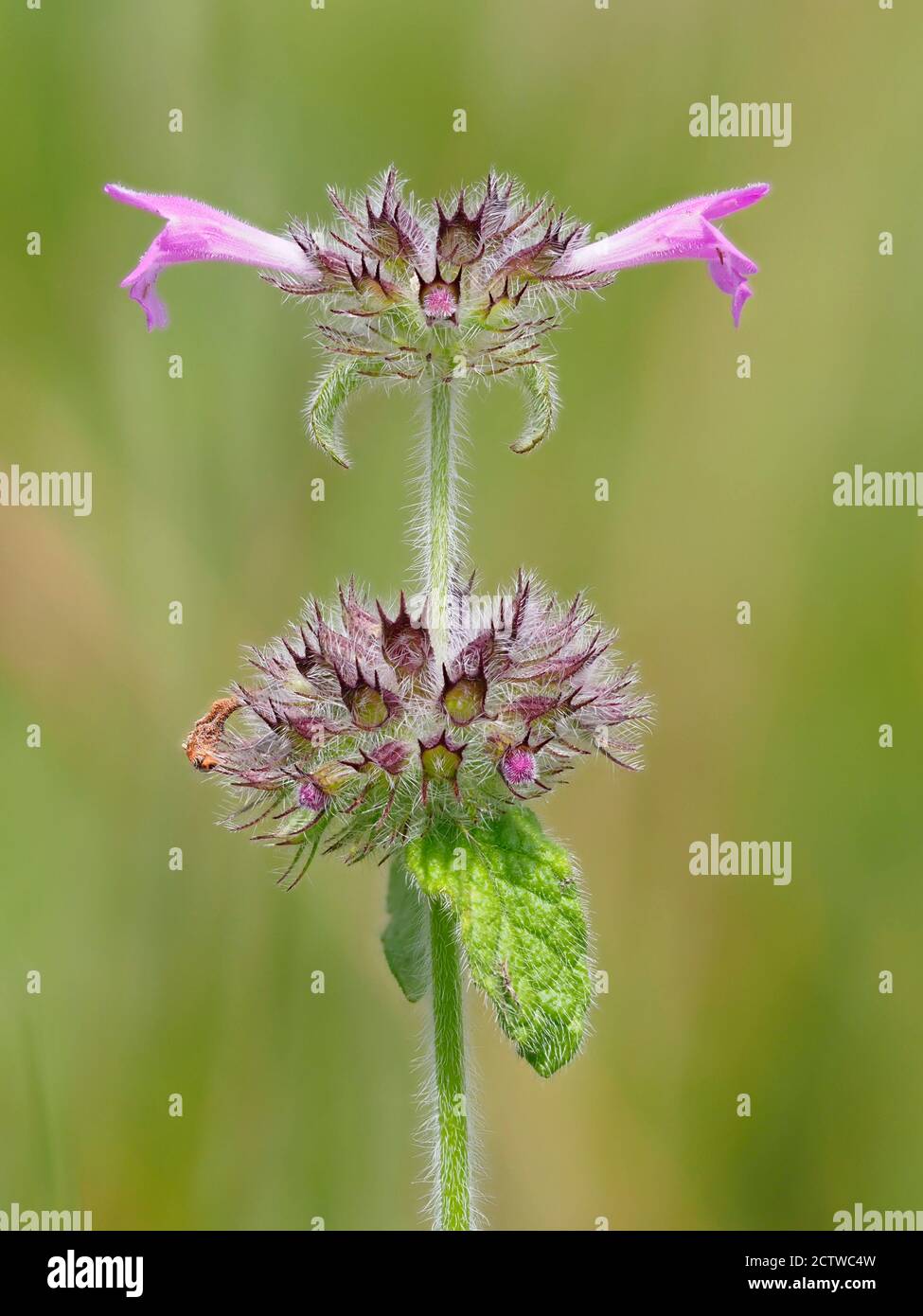 Fleur de basilic sauvage, (Clinopodium vulgare), Kent, Royaume-Uni, image de mise au point empilée Banque D'Images