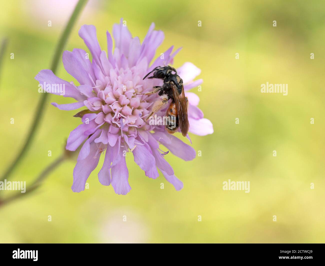 Exploitation minière étroite / abeille à raie commune (Lasioglossum calceatum) sur champ scabieux (Knautia arvensis), Kent, Royaume-Uni Banque D'Images