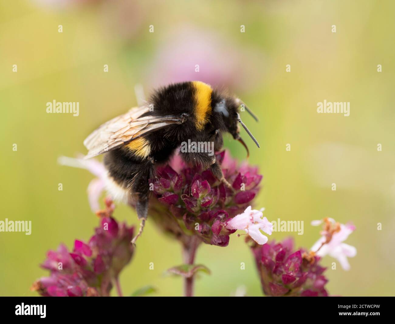 Bumblebee à queue de chamois (Bombus terrestris), sur fleur de thym sauvage (Thymus serphyllum), Kent, Royaume-Uni Banque D'Images