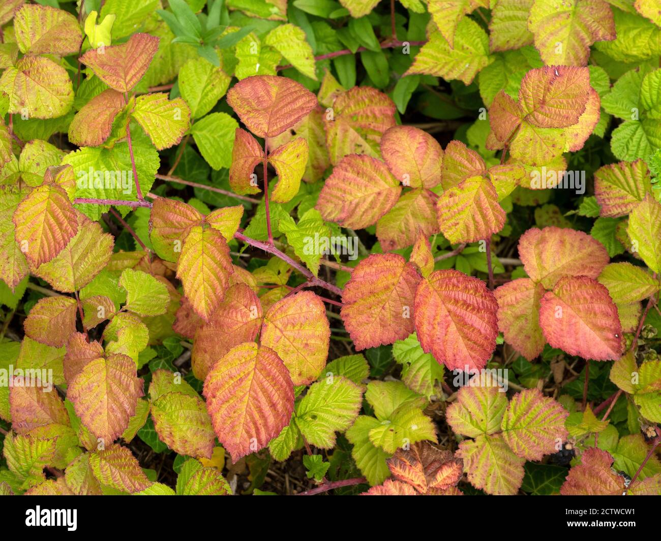 Feuilles de Bramble (Rubus fruticosus), Kent, Royaume-Uni Banque D'Images