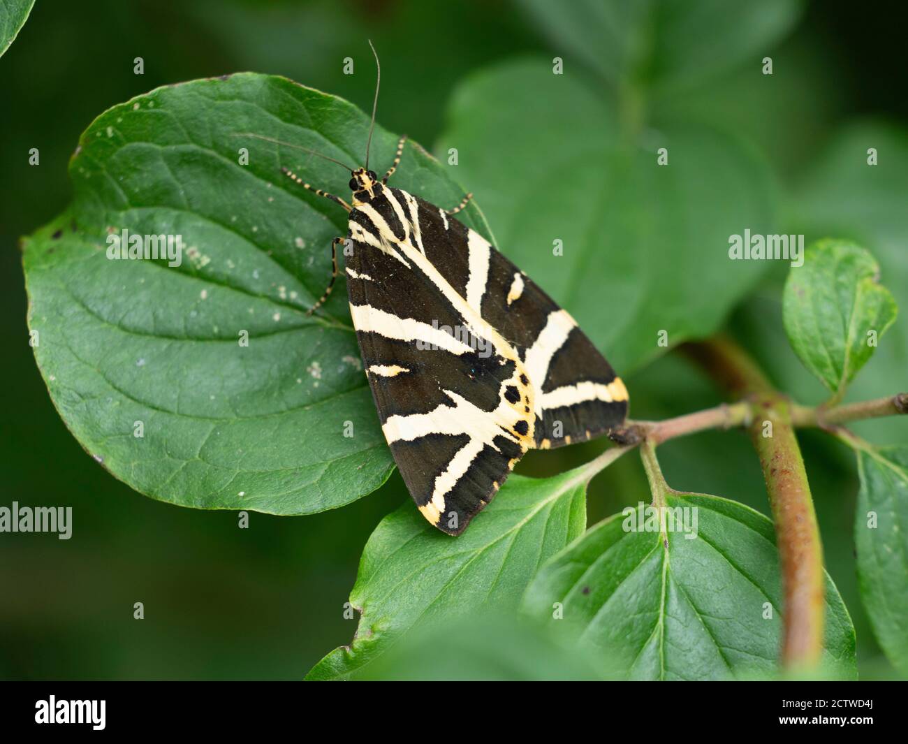 Papillon des tigres de Jersey (Euplagia quadripunctaria), Kent, Royaume-Uni Banque D'Images