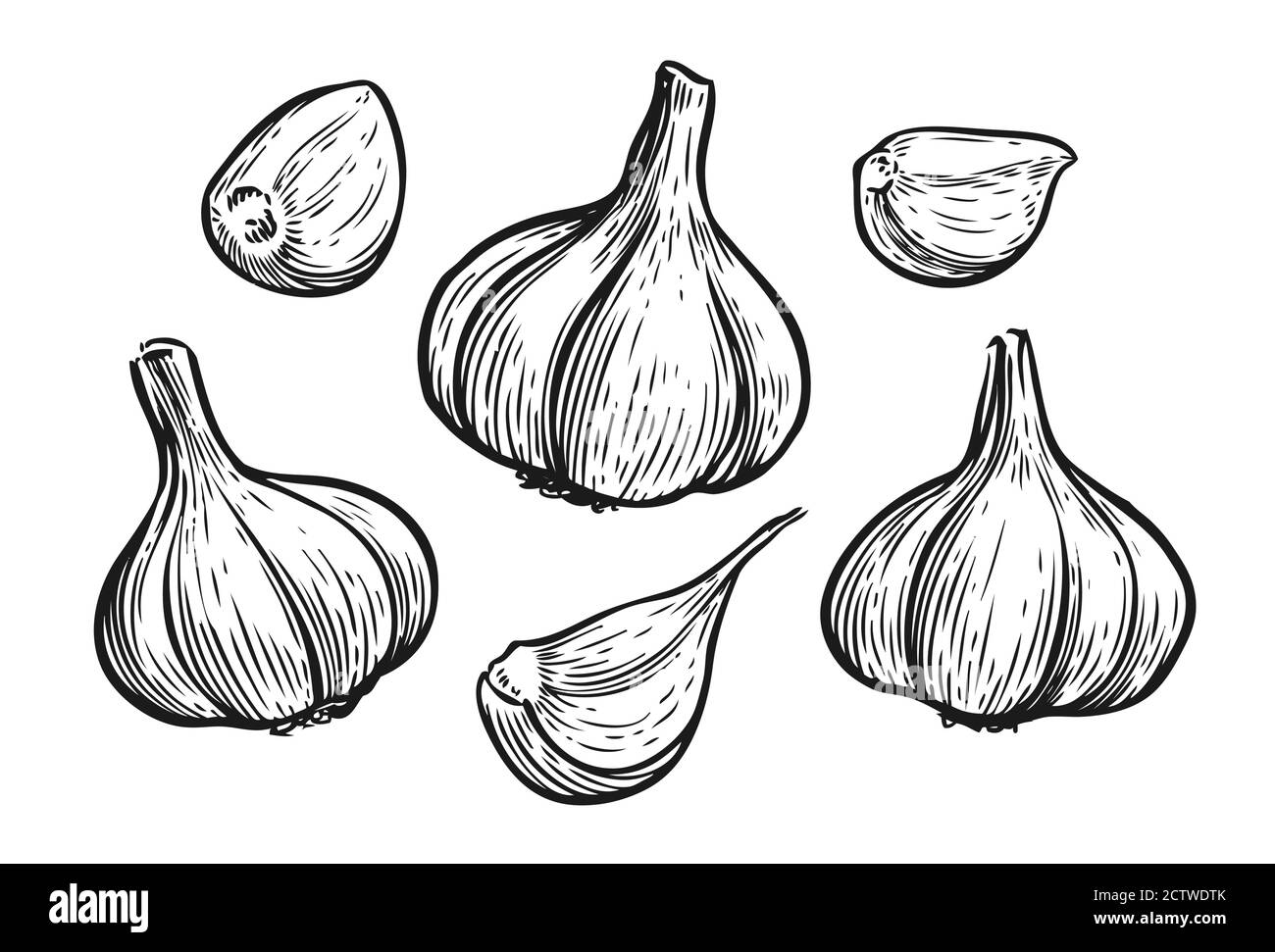 Ensemble d'illustrations vectorielles dessinées à la main d'ail. Esquisse alimentaire Illustration de Vecteur