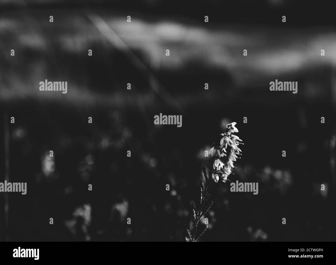 Photo noir et blanc de la fleur de bruyère sur fond de bokeh. Banque D'Images