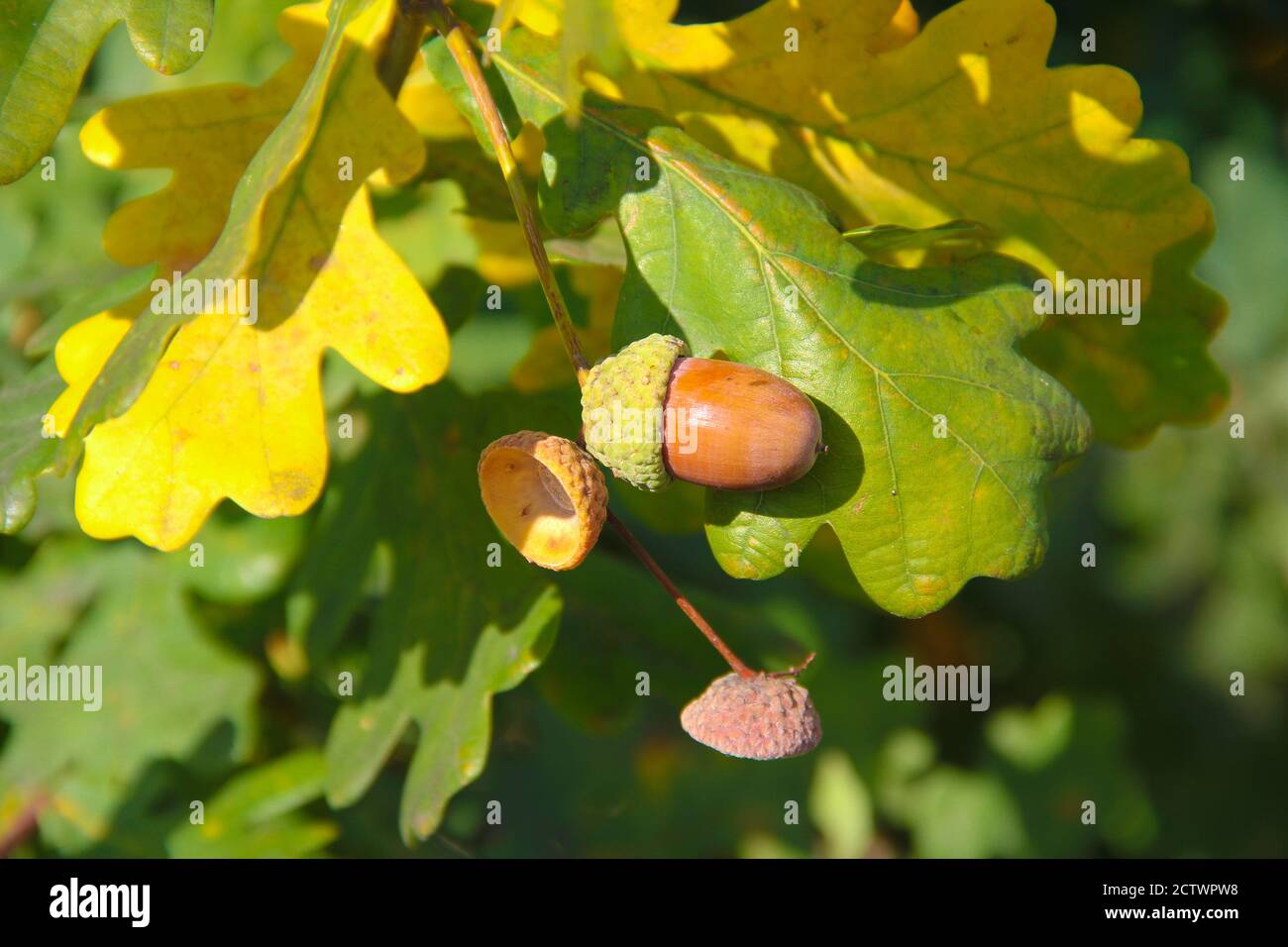 Glands bruns et quelques calottes d'glands accrochées La branche d'une noix de chêne en automne en Lituanie Banque D'Images