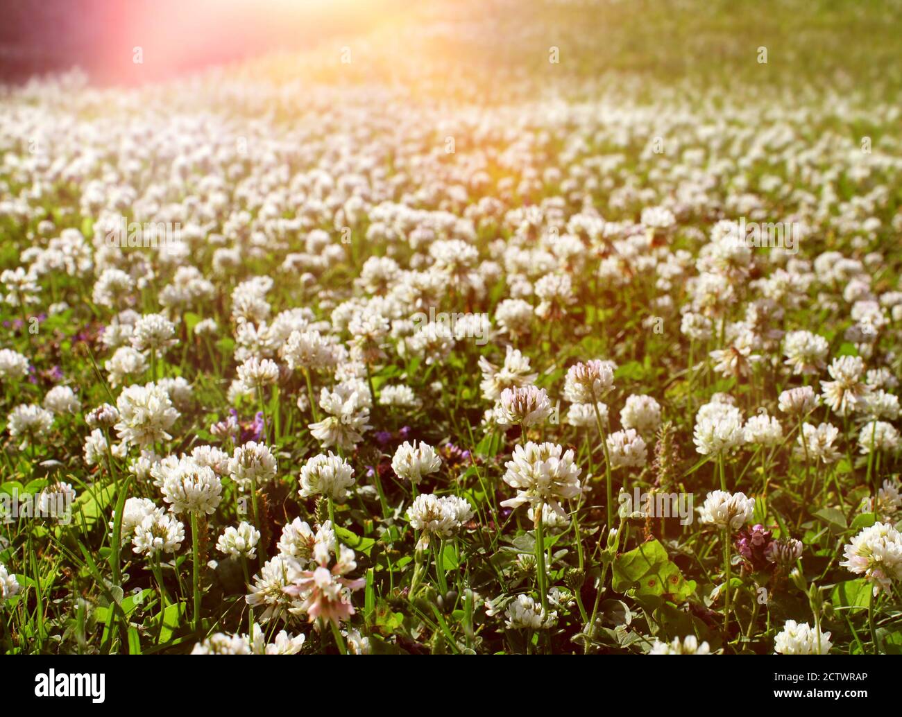 Tapis de fleur de trèfle blanc dense qui pousse sur un terrain d'été vert Banque D'Images