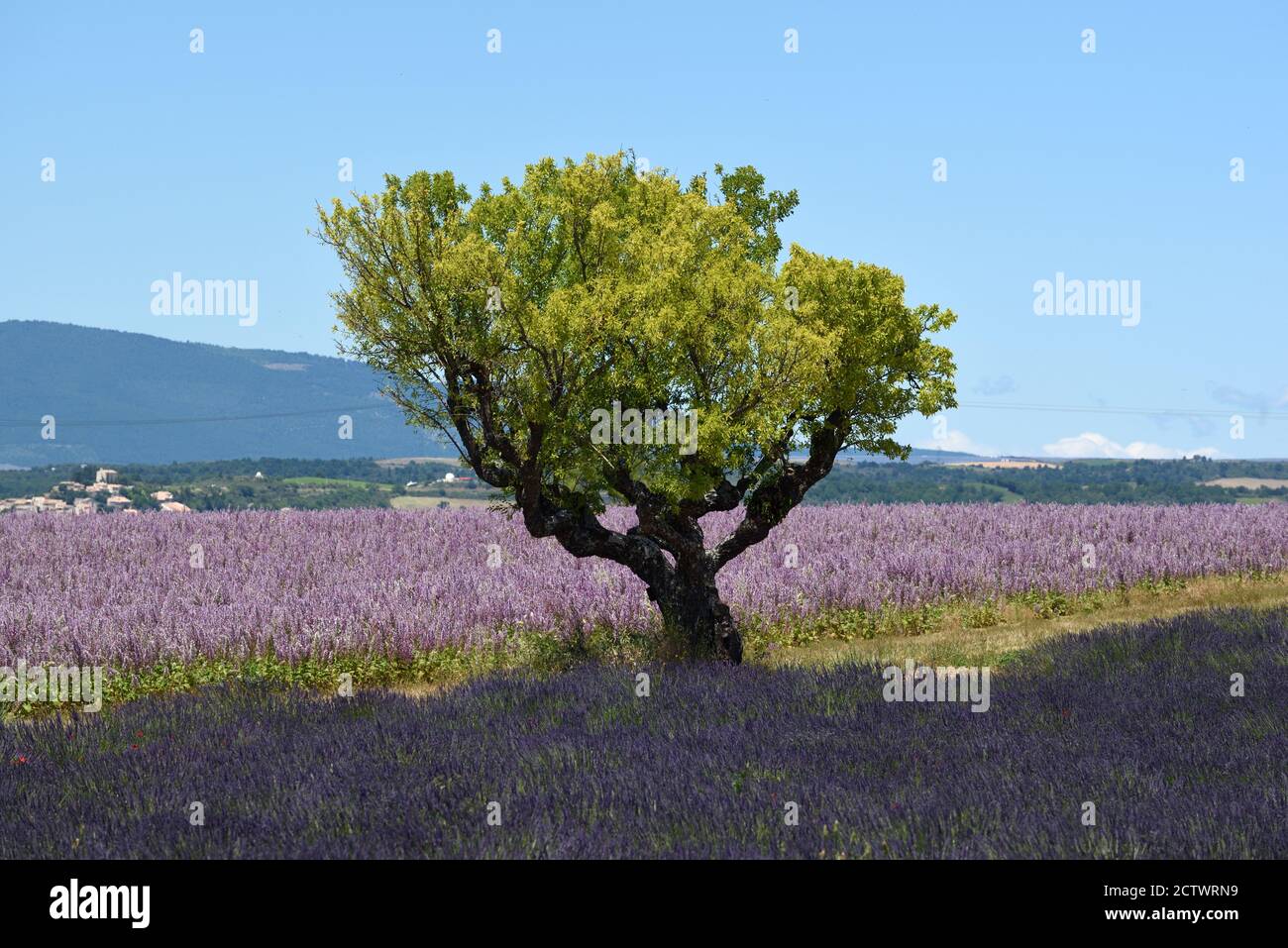 Arbre isolé, champs de sauge de Clary, sclarea de Salvia et Lavender sur le plateau des Entremennes Alpes-de-haute-Provence Banque D'Images