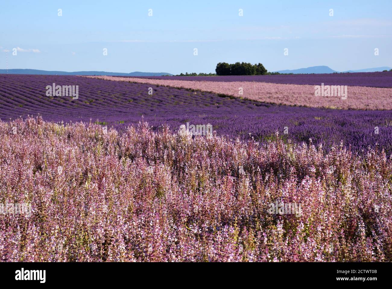 Champs de Clary Sage, Salvia sclarea et Lavender sur le plateau de Valensole Alpes-de-haute-Provence Provence Provence France Banque D'Images