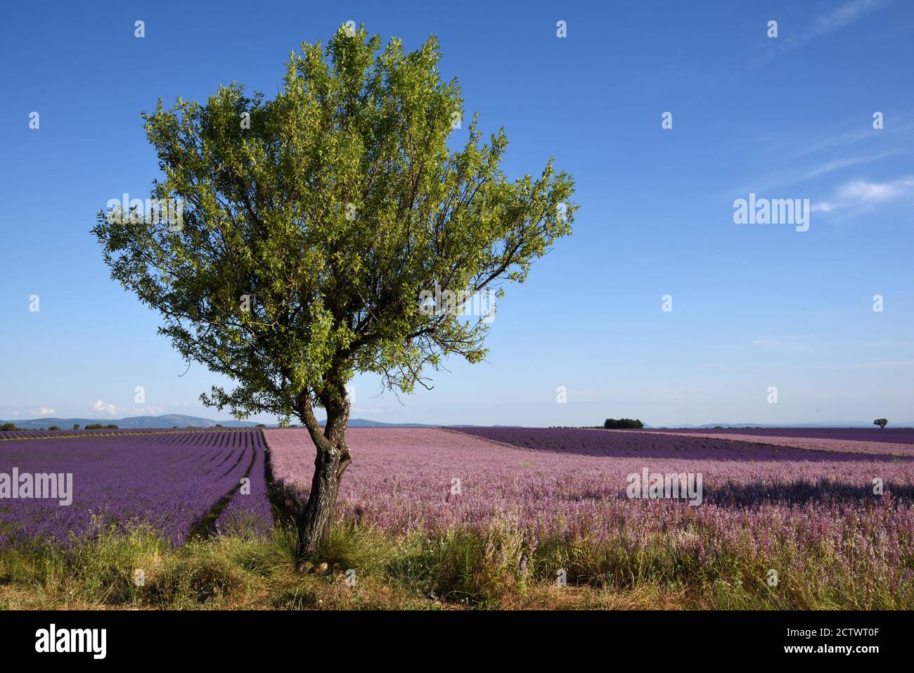 L'arbre solitaires et les champs de la Sage de Clary, de la Sclère de Salvia et de la Lavande sur le plateau de Valensole Alpes-de-haute-Provence Provence Provence France Banque D'Images