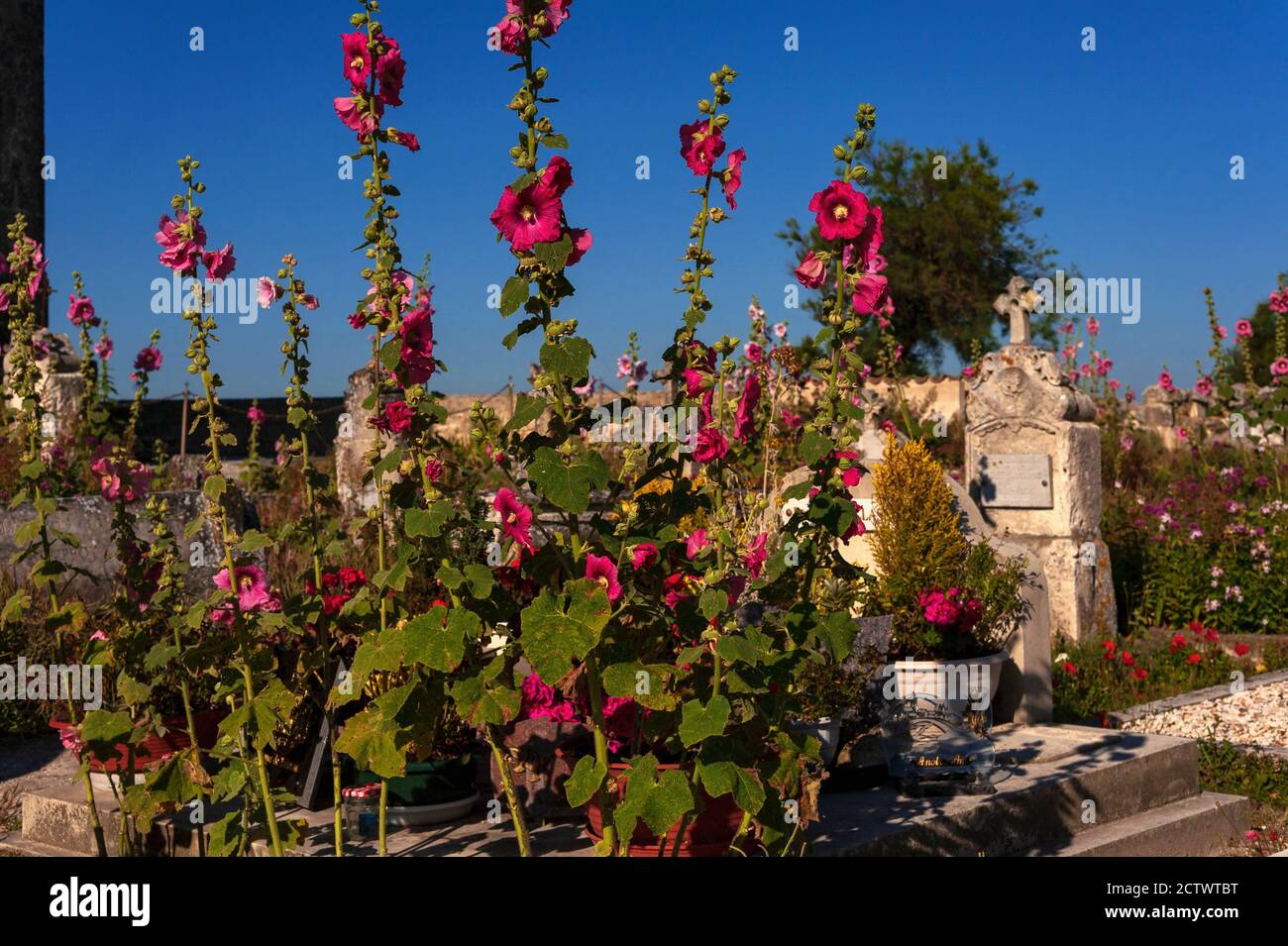 Les hollyhocks (Alcea ou Althaea rosea) prospèrent dans le cimetière