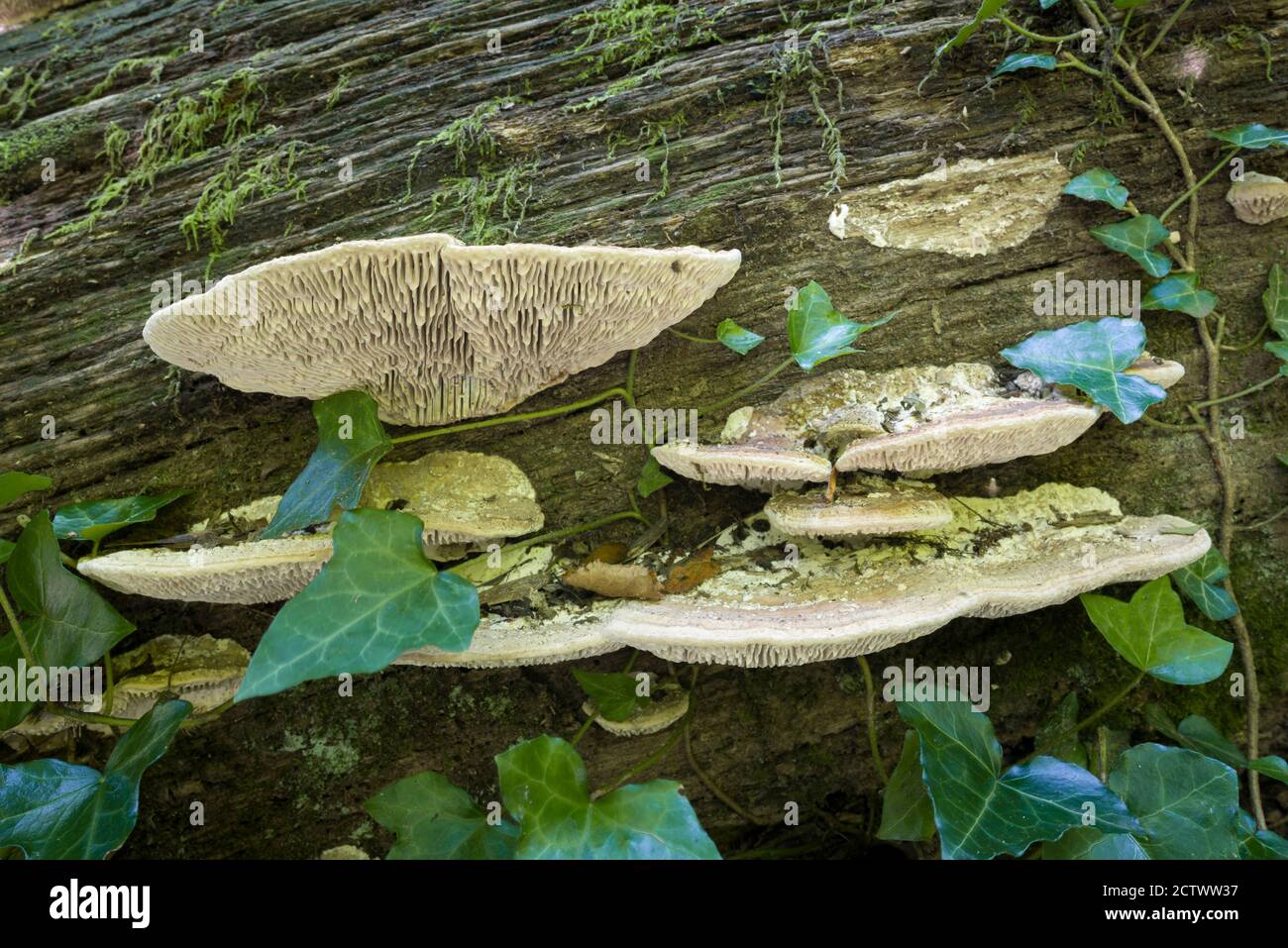 Chêne Mazegill (Daedalea quercina) pergots poussant sur un chêne pourri au début de l'automne à Priors Wood, dans le nord du Somerset. Banque D'Images