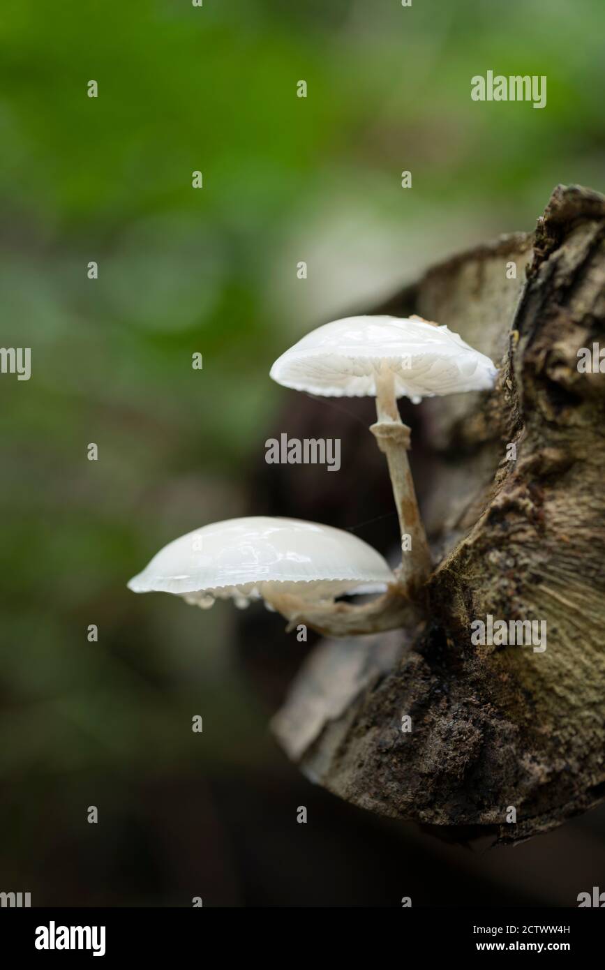 Champignon de la porcelaine (Mucidula mucida) qui pousse sur un hêtre déchu au début de l'automne à Priors Wood, dans le nord du Somerset, en Angleterre. Banque D'Images