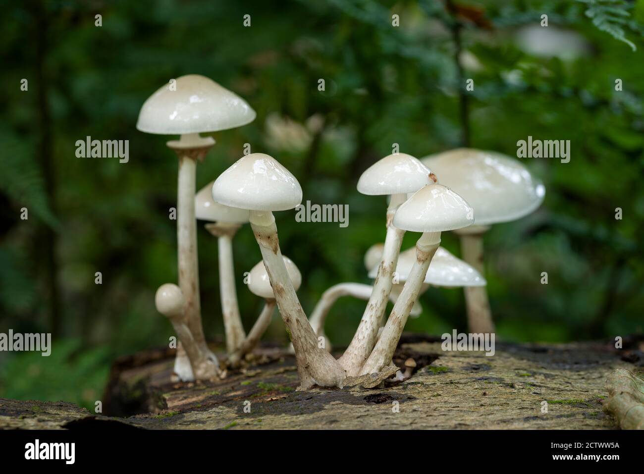 Champignon de la porcelaine (Mucidula mucida) qui pousse sur un hêtre déchu au début de l'automne à Priors Wood, dans le nord du Somerset, en Angleterre. Banque D'Images