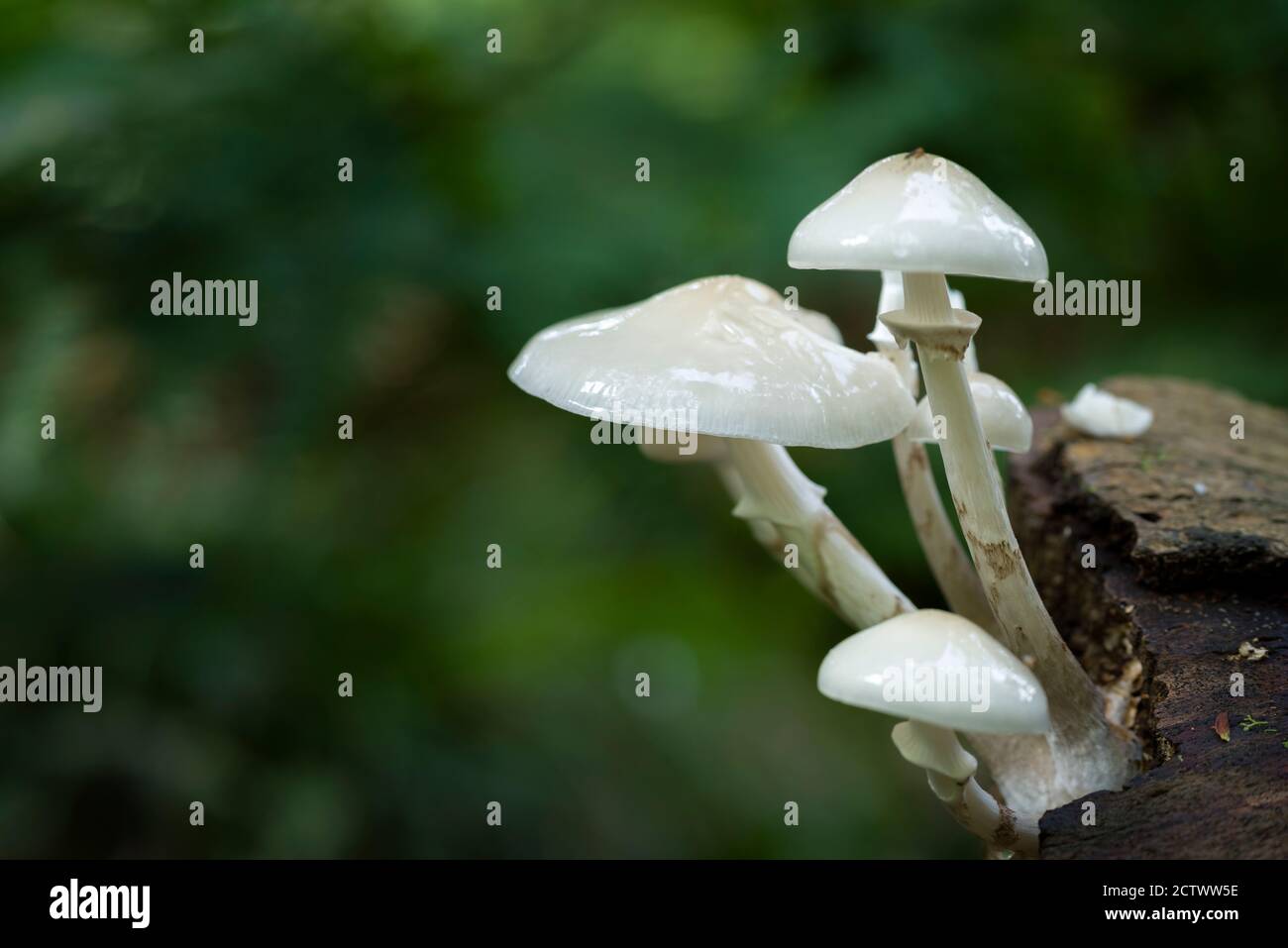 Champignon de la porcelaine (Mucidula mucida) qui pousse sur un hêtre déchu au début de l'automne à Priors Wood, dans le nord du Somerset, en Angleterre. Banque D'Images