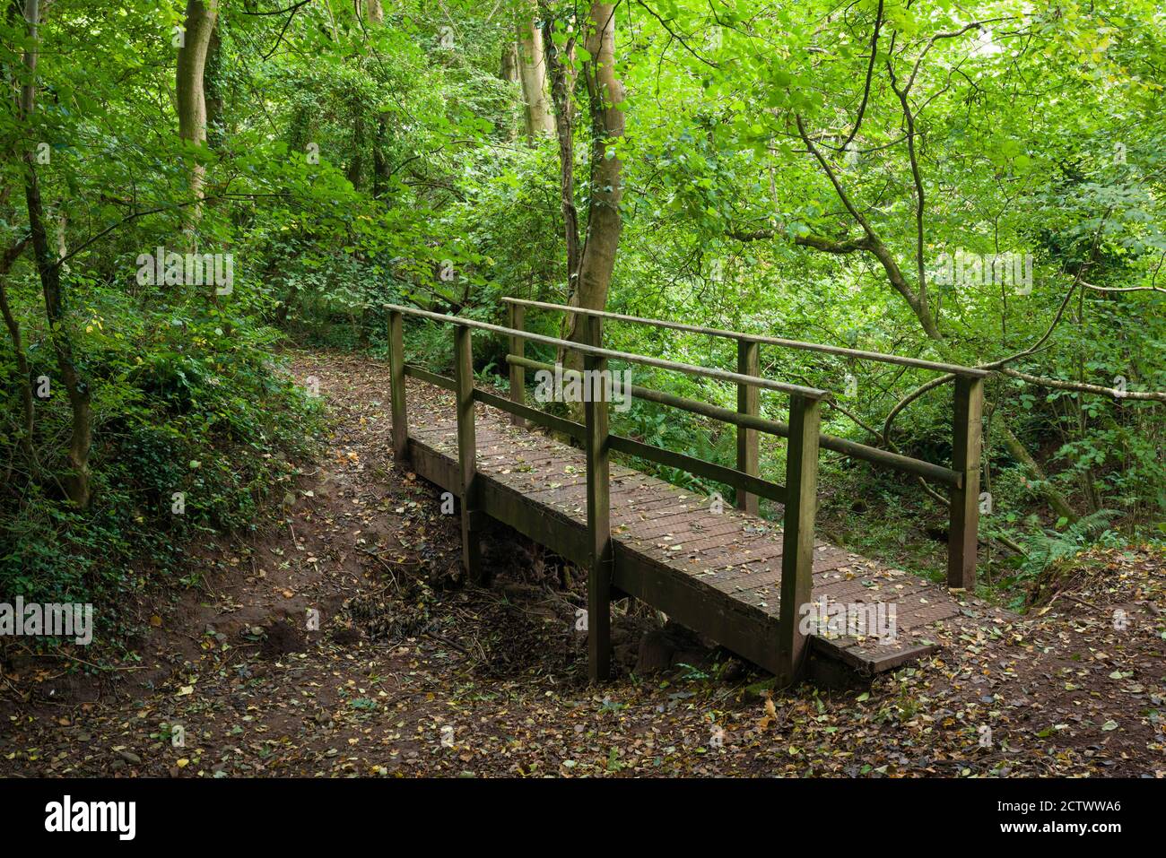 Passerelle en bois au-dessus d'un ruisseau séché dans une forêt à feuilles larges à Priors Wood, Portbury, North Somerset, Angleterre. Banque D'Images