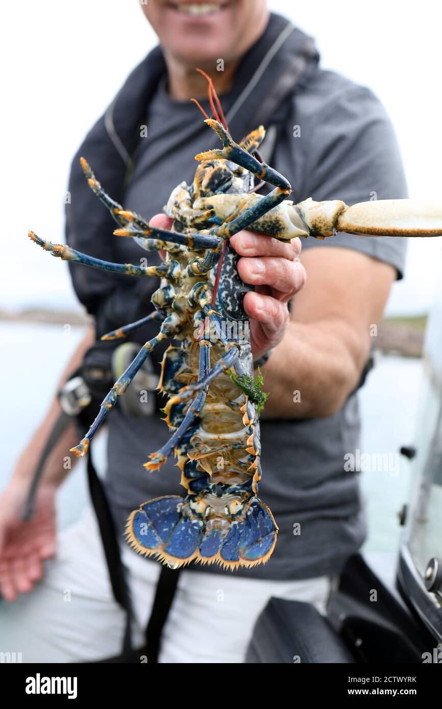 Homme tenant du homard cueilli à partir d'une crème de homard dans le mer au large de l'île de Mull Banque D'Images