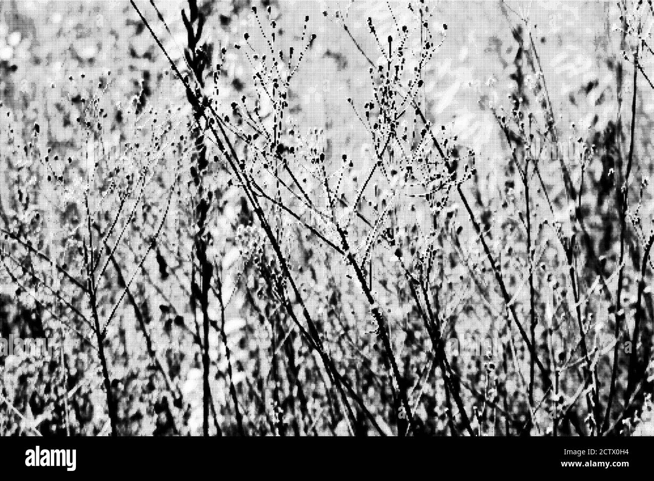 fond d'herbes sèches d'automne dans un pré sauvage Banque D'Images