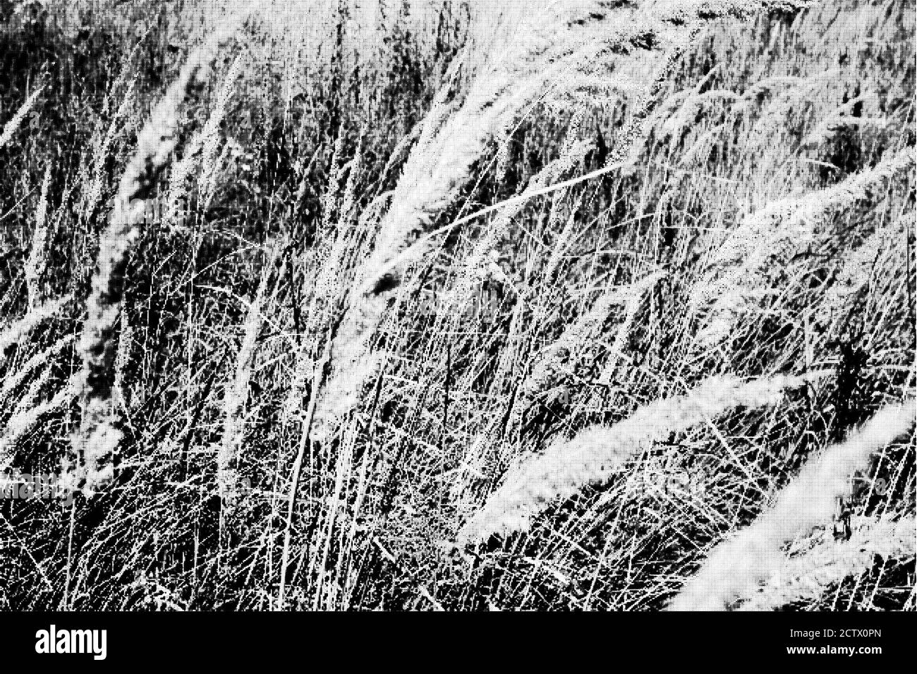 L'herbe dans le vent Banque D'Images