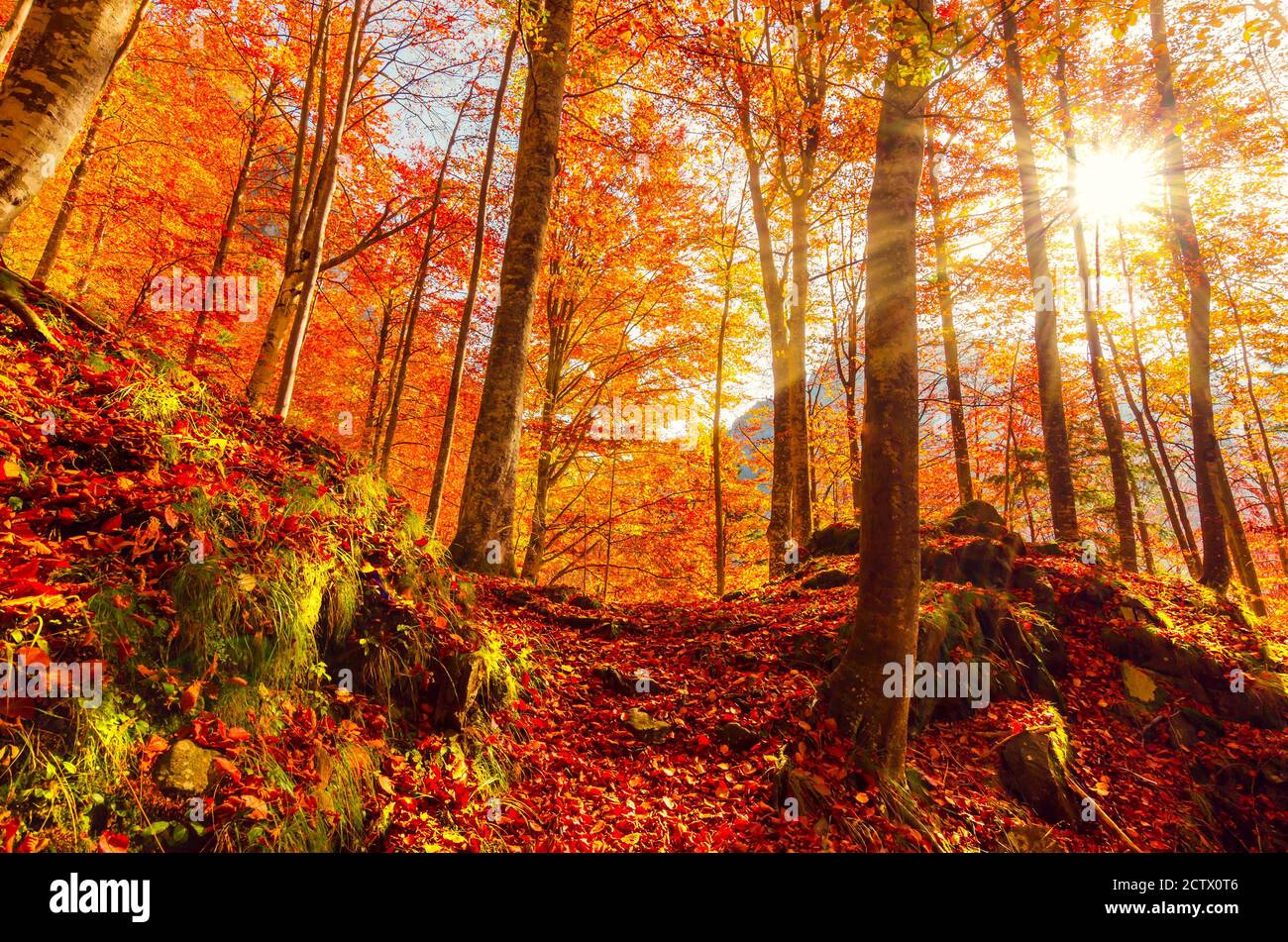 L'automne dans Vanturarita Buila, montagnes des Carpates, en Roumanie. Des couleurs d'automne en forêt. Paysages de la nature avec lumière du soleil à travers les branches des arbres. Co Banque D'Images