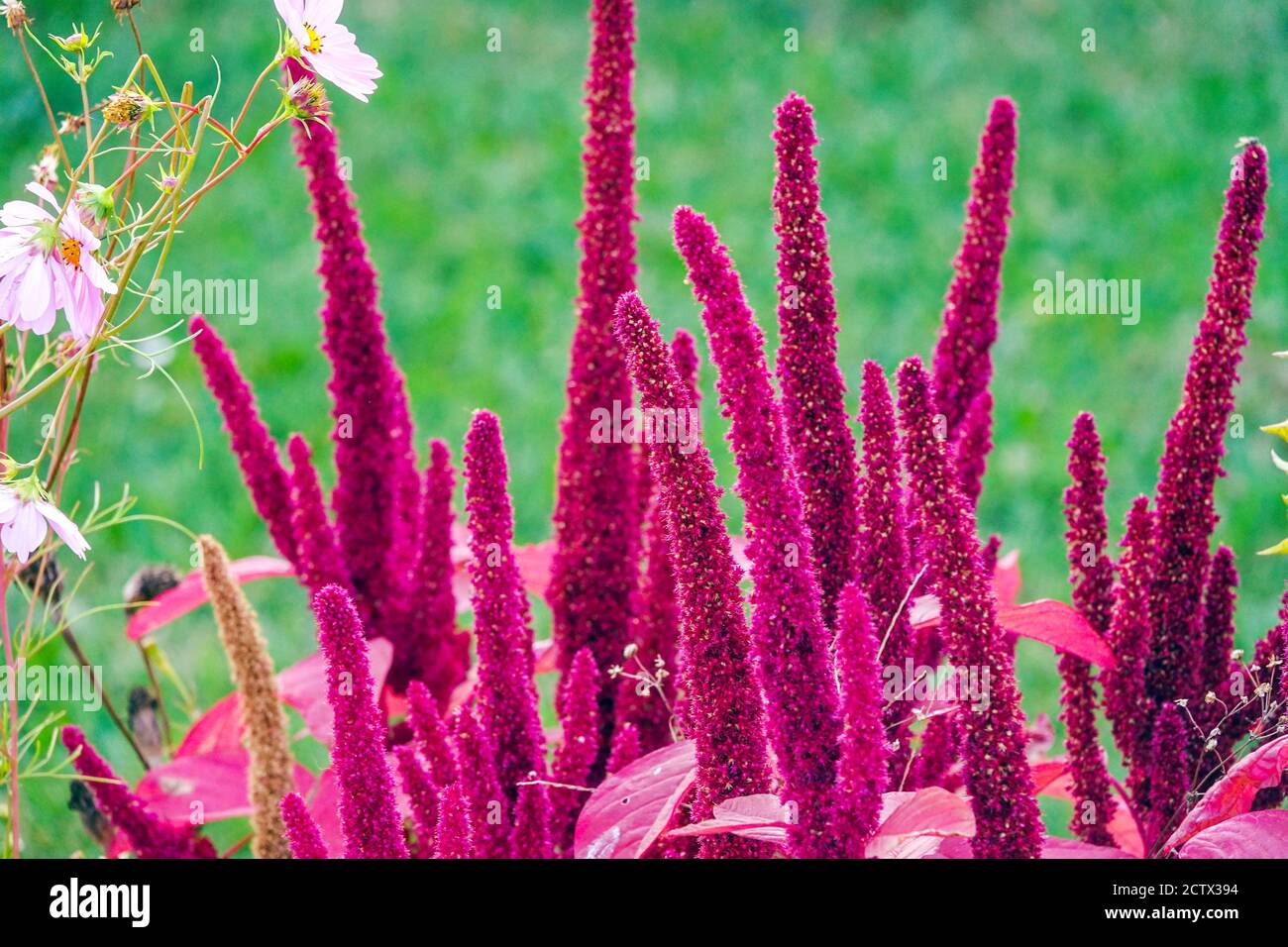 Amaranthus cruentus Spikes lit rouge annuals fleurs, jardin amaranth, plante septembre Banque D'Images