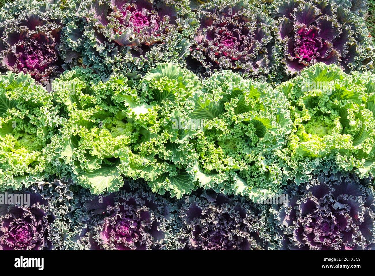Chou ornemental affiche une combinaison de chou vert violet kale dans une usine de chou en ligne Banque D'Images